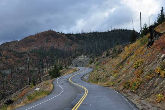 Chegando ao Mt. St. Helens, a estrada cruza as árvores mortas pela erupção de 1980, no estado de Washington, oeste dos Estados Unidos